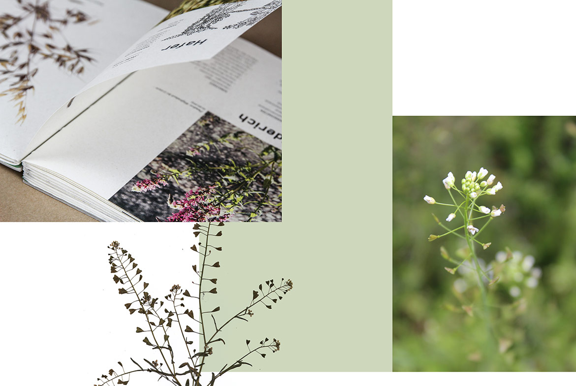 Herbarium_Innen