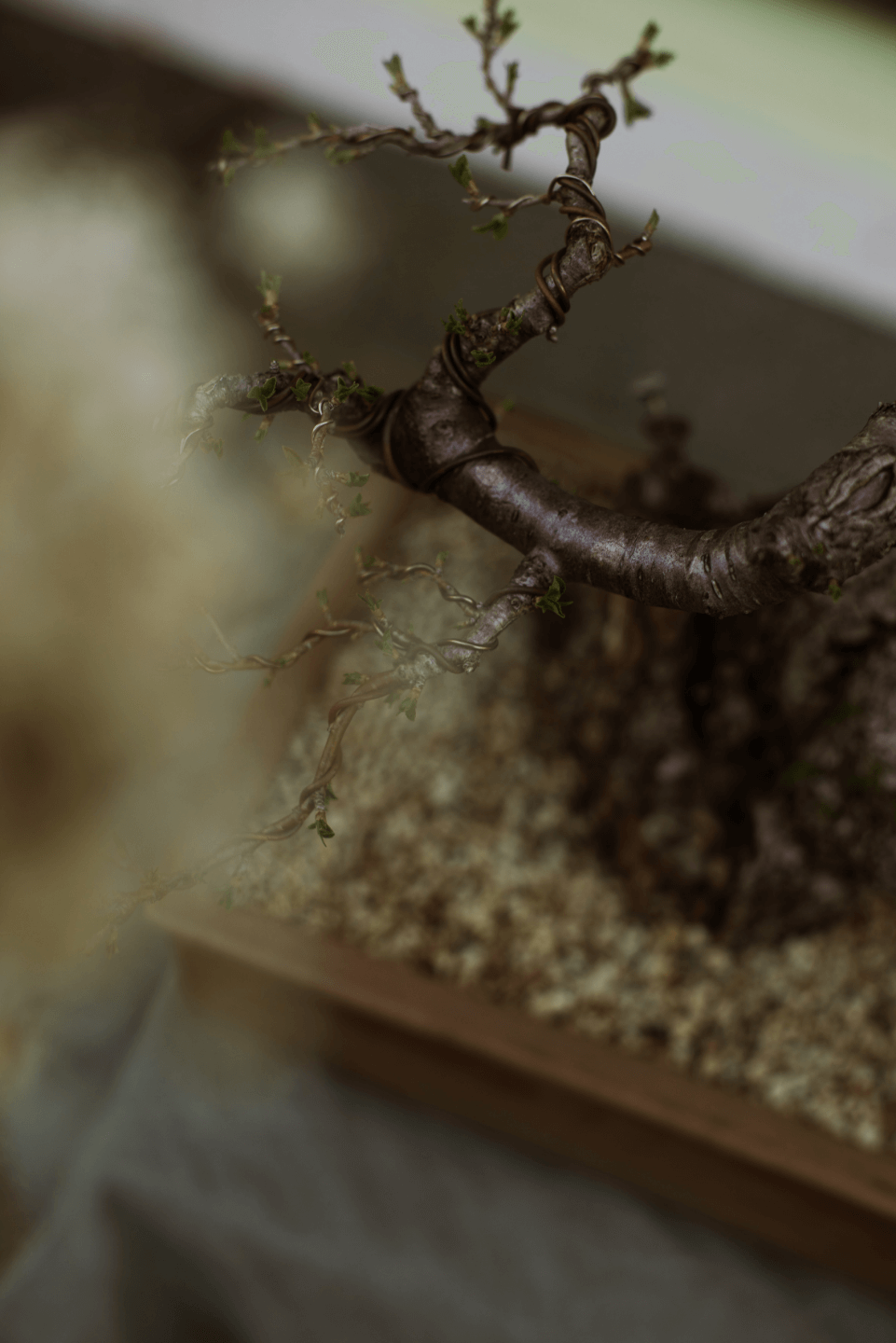 2022_tbt_bonsai_2R5A1031